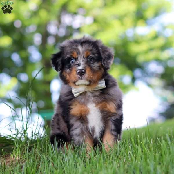 Bumblebee, Mini Bernedoodle Puppy